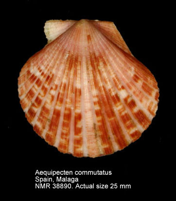 Aequipecten commutatus.jpg - Aequipecten commutatus(Monterosato,1875)